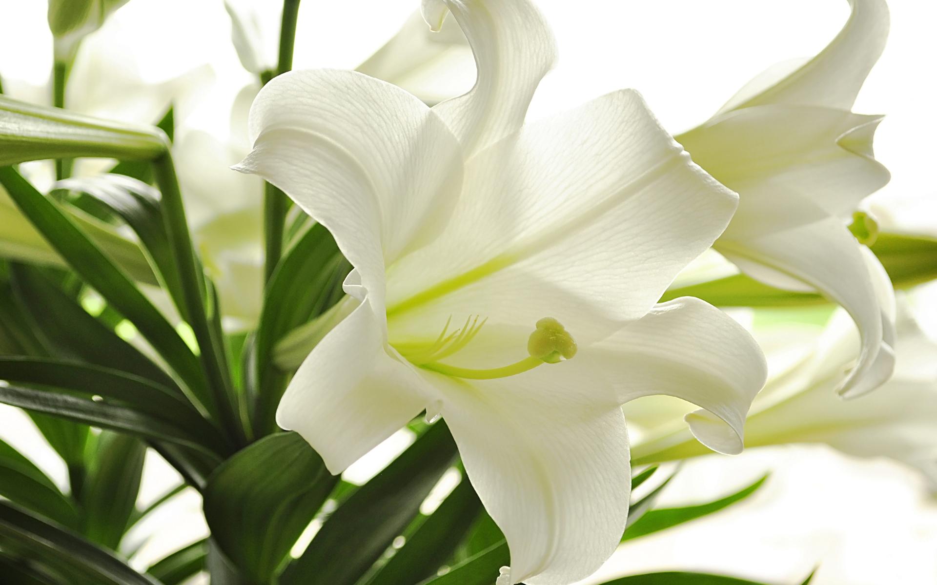 Nahaufnahme einer weißen Lilie mit grünen Blättern, auf hellem Hintergrund. Blütenblatt mit feinen Texturen.